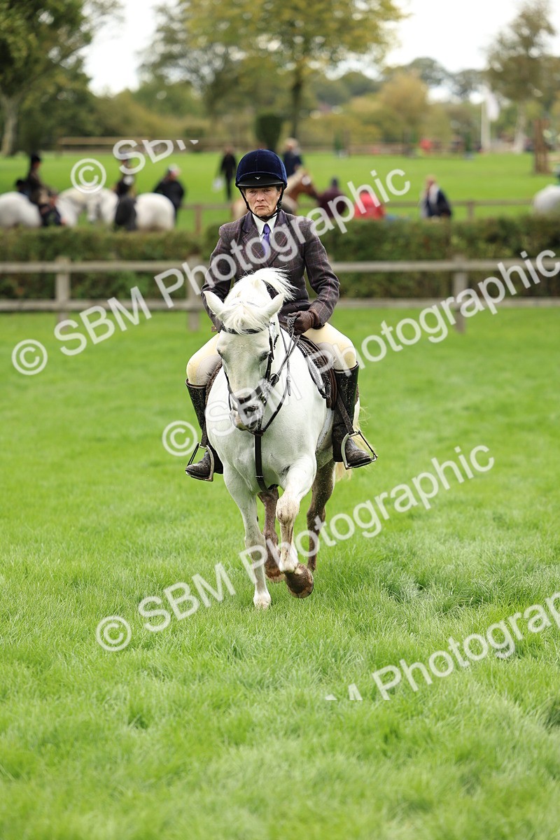 SBM_41824 - S32 - Mountain & Moorland Working Hunter Pony