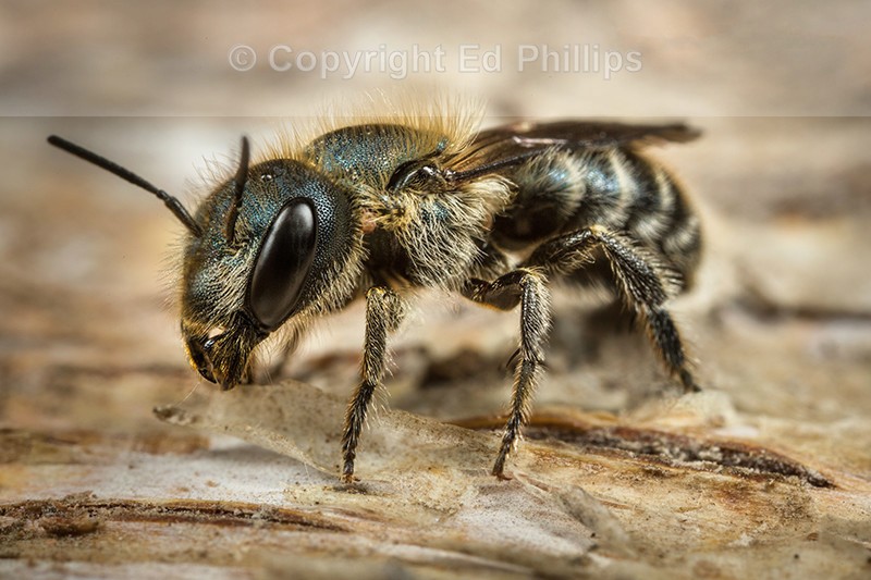 Osmia caerulescens (f)