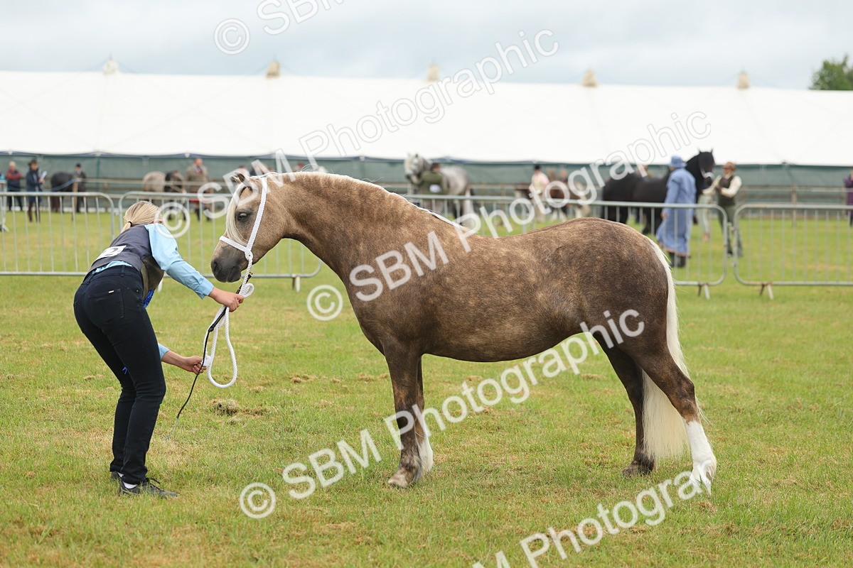 SBM_01639 - Class 50-57 - M&M Welsh Pony In Hand