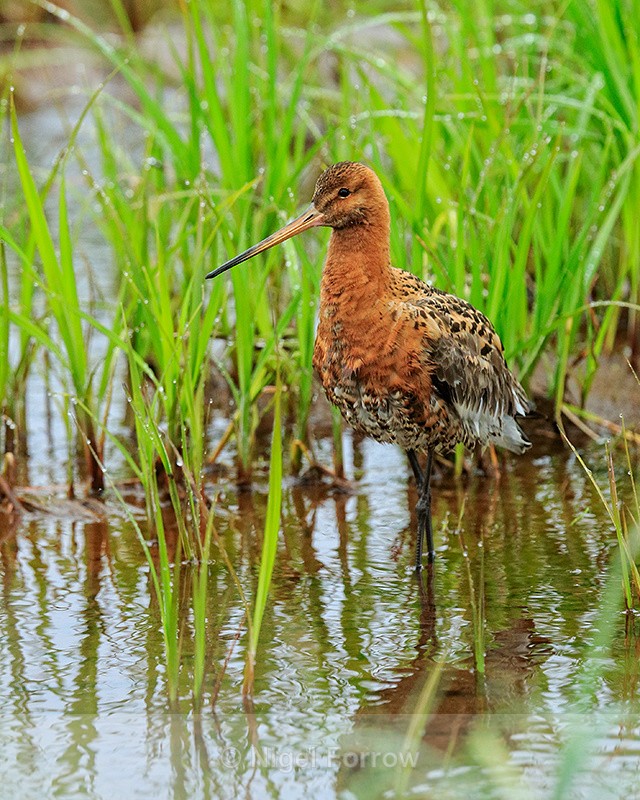 Black-tailed Godwit wading, Iceland - Black-tailed Godwit