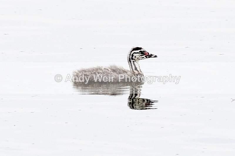 20180608-Woolston8E0A9424 - Gt. Crested & Little Grebes