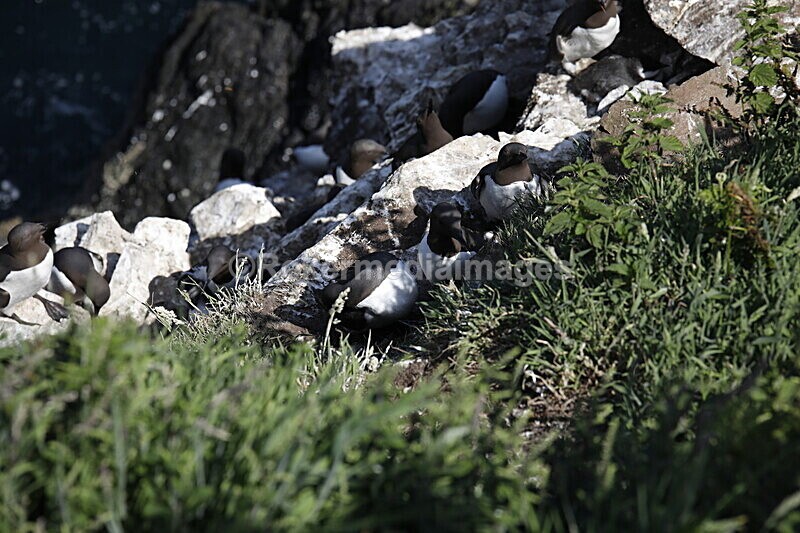 _56A7250 - Skomer 2019