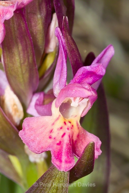  - Orchids - Dactylorhiza