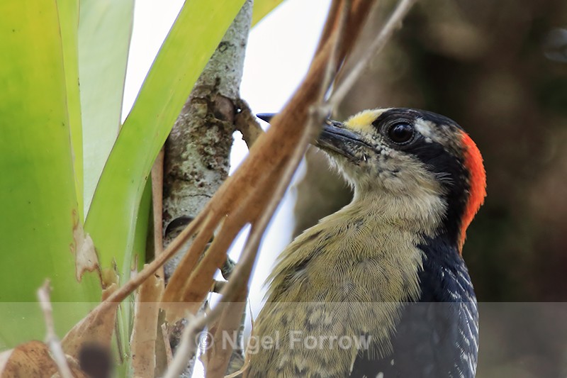 Black-cheeked Woodpecker (female) head, Arenal, Costa Rica - Black-cheeked Woodpecker