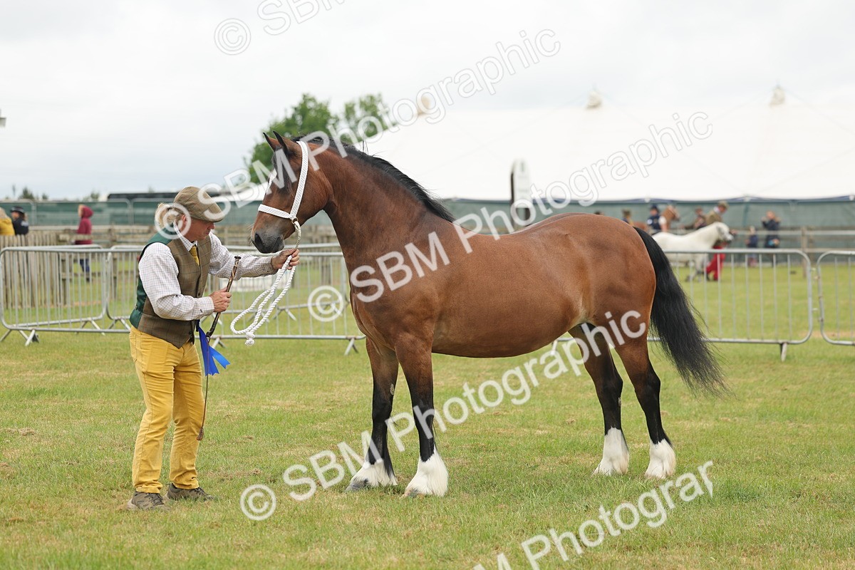 SBM_04940 - Class 50-57 - M&M Welsh Pony In Hand
