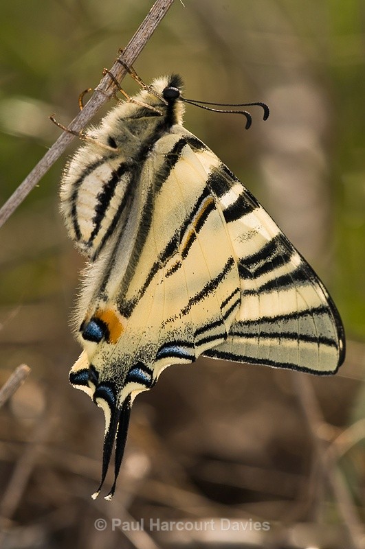  - Bugs: Butterflies