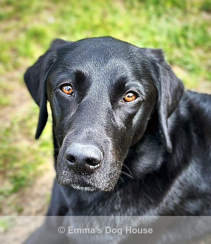  - Pawtraits