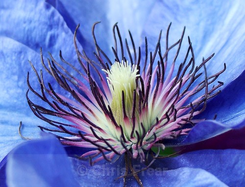  - Botanical/Macro