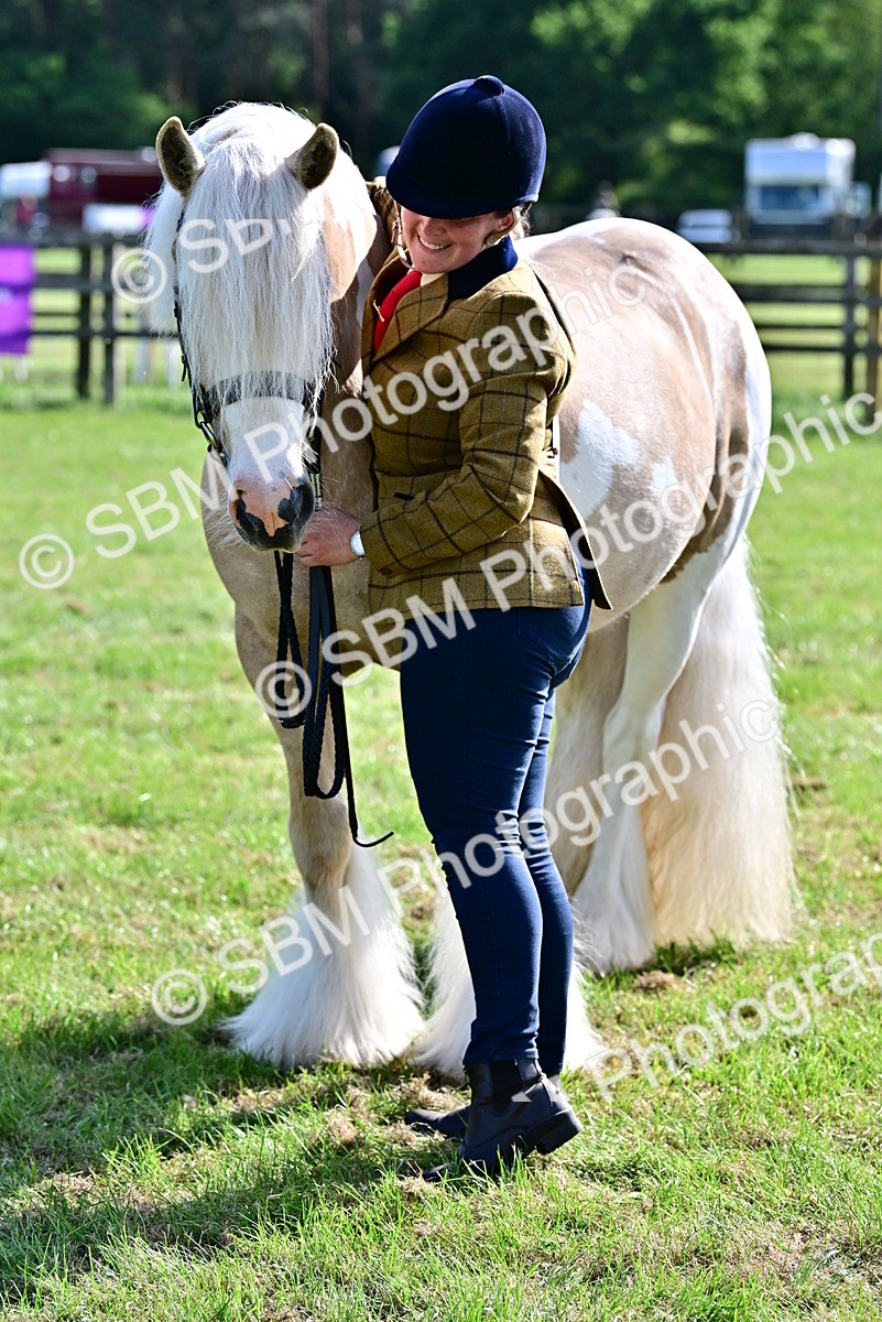 SBM_10122 - Class 63-65 - Traditional Gypsy Cobs In Hand & Ridden