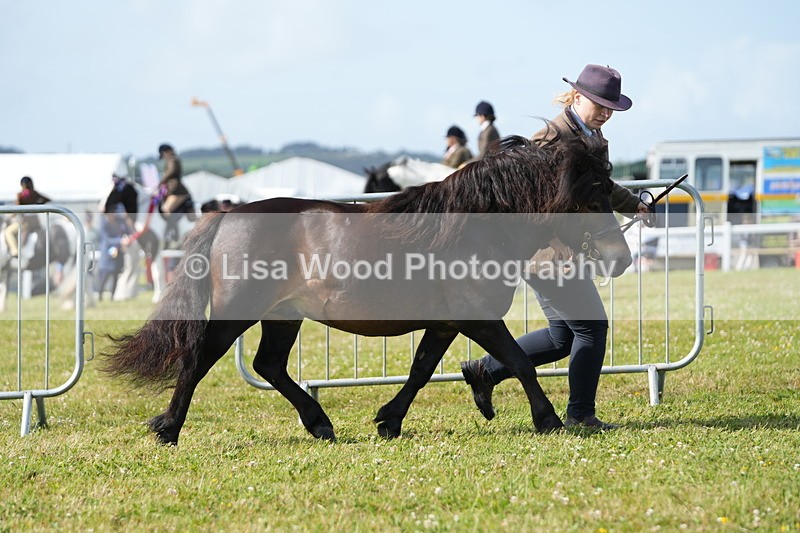 DSC05184 - Class 49: NPS Shetland 4 years and over