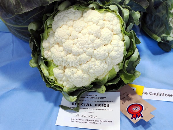 selected111 - EARLSTON FLOWER SHOW. 2025