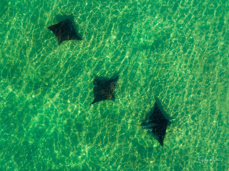 Spotted Eagle Rays 5 - Marine Wildlife