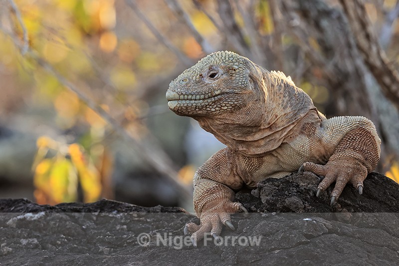 Barrington Land Iguana, Santa Fe Island, Galapagos - REPTILES & AMPHIBIANS