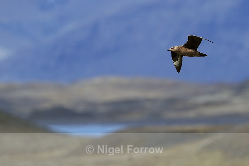 Great Skua flying, landscape background, Jokulsarlon, Iceland - Great Skua