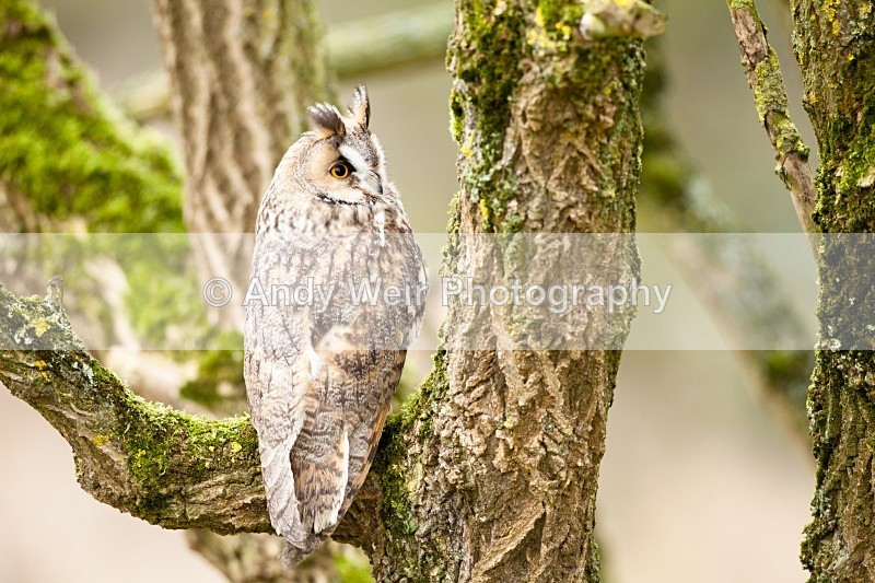 20110312-IMG_1336 - Long Eared Owl