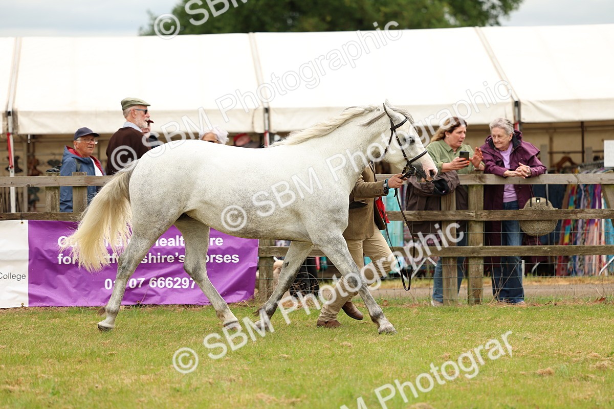 SBM_04138 - Class 64-67 - Shetland Pony In Hand