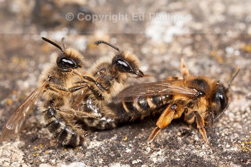 Andrena flavipes
