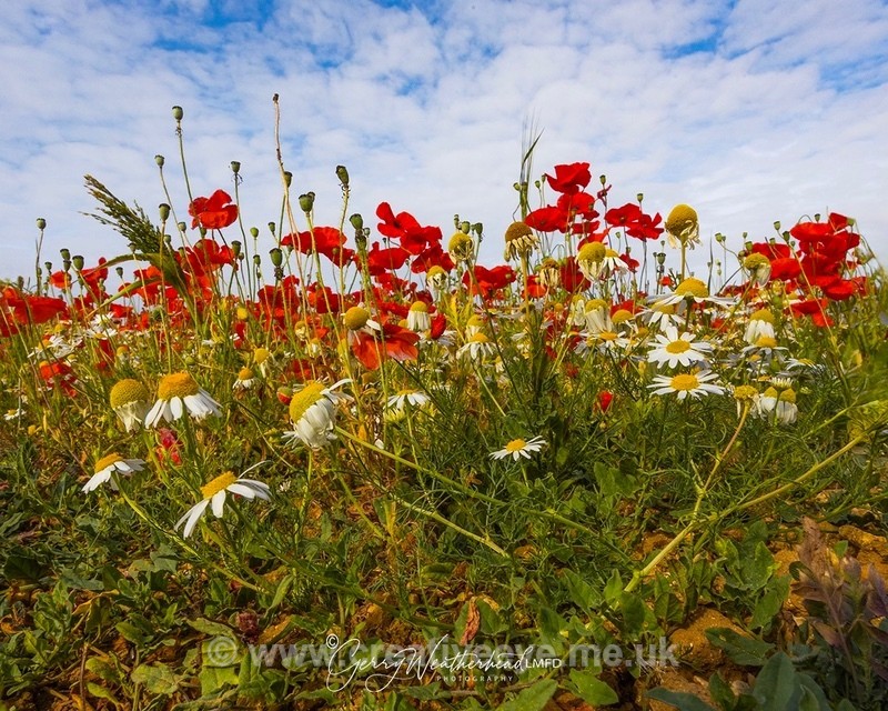 No.0015 Exton Road Poppies - My Rutland