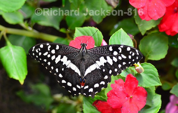 Black Swallowtail - Butterfly Gallery