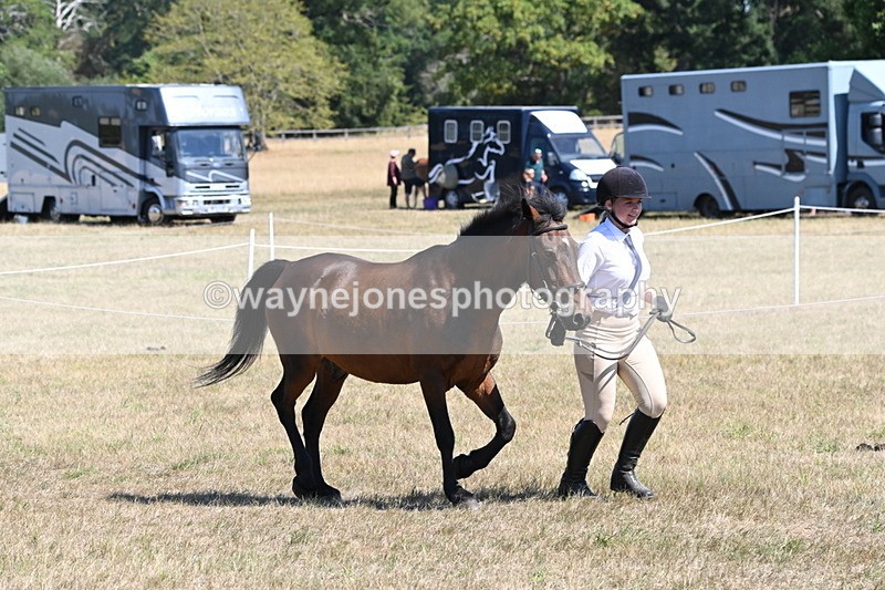 WJ6_8564 - Class 37b Best Loan Pony In-hand