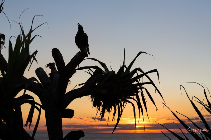 Sunrise Song