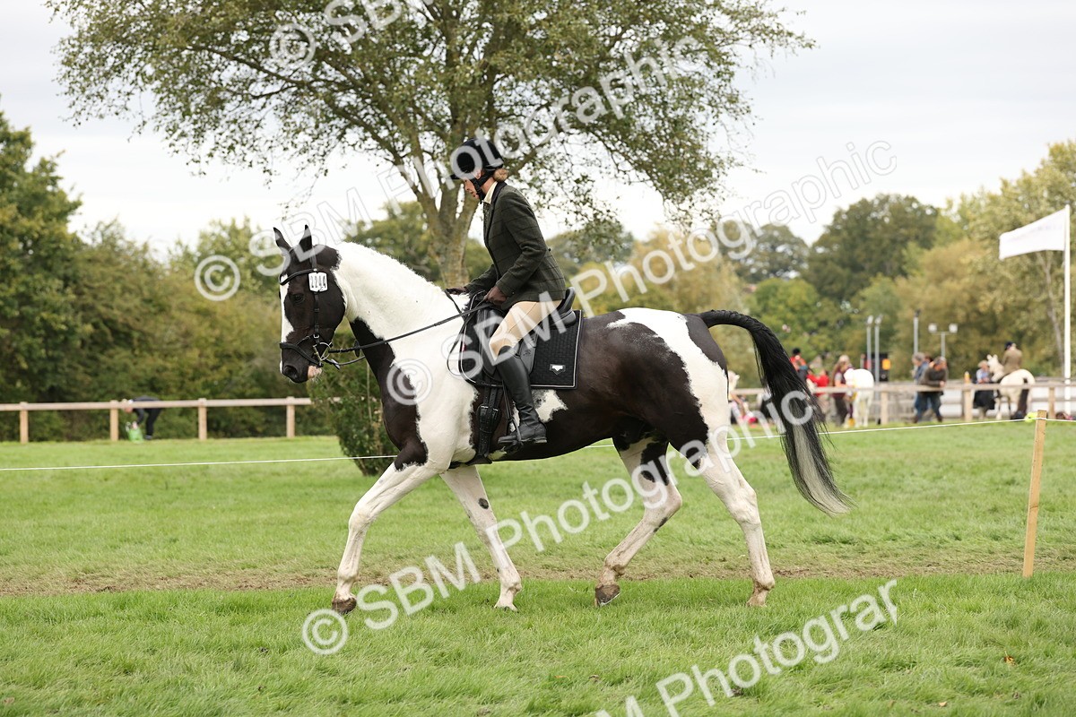 SBM_67253 - S67 - Piebald & Skewbald Horse Ridden