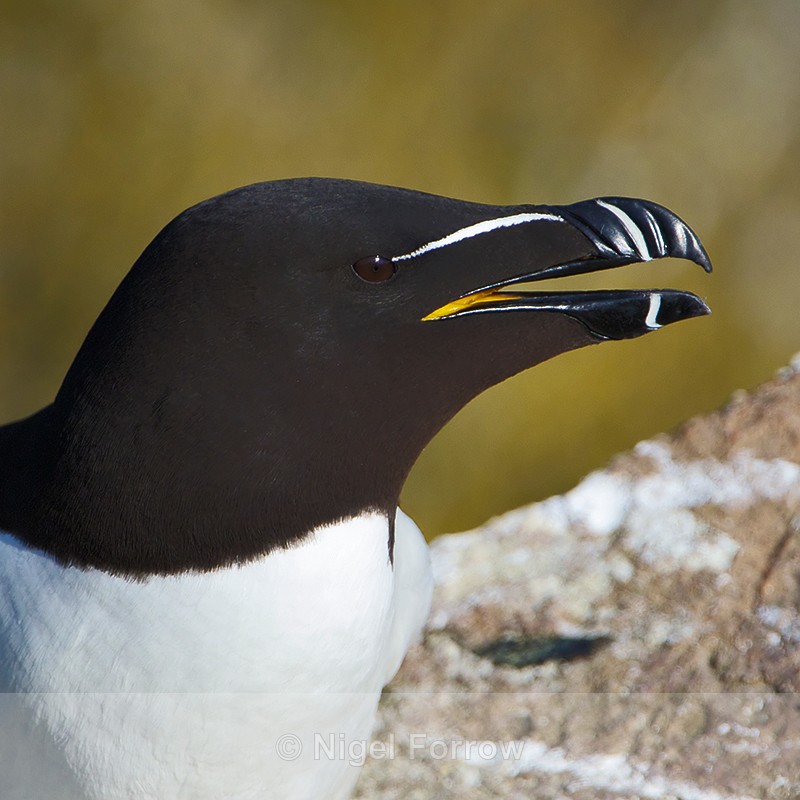 Razorbill close-up - Razorbill