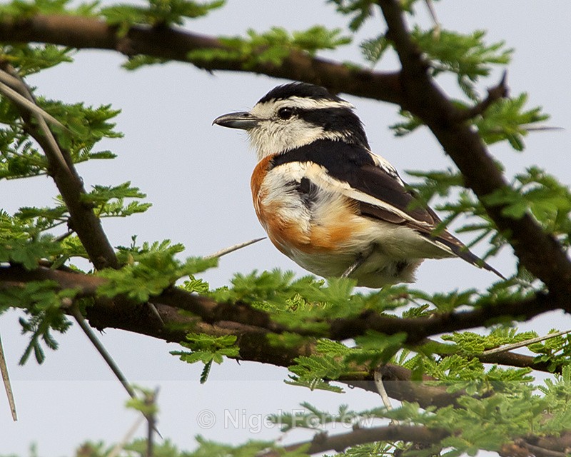 Brubru perched at the top of a tree - Brubru