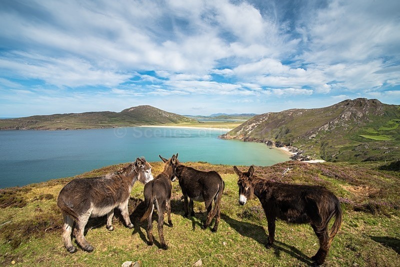 DSC_9200 - Tranarossan