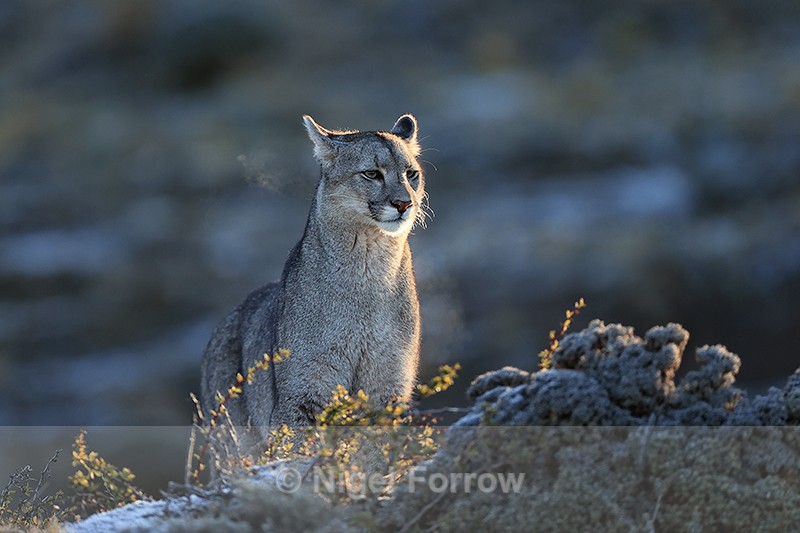 Puma breath in cold air, Torres del Paine, Chile - Puma