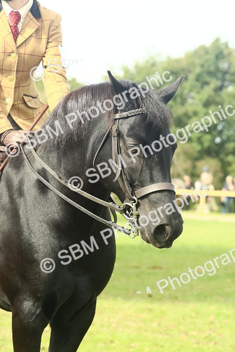 SBM_66738 - S34 - Rehabilitated Rescue Horse & Pony In Hand & Ridden