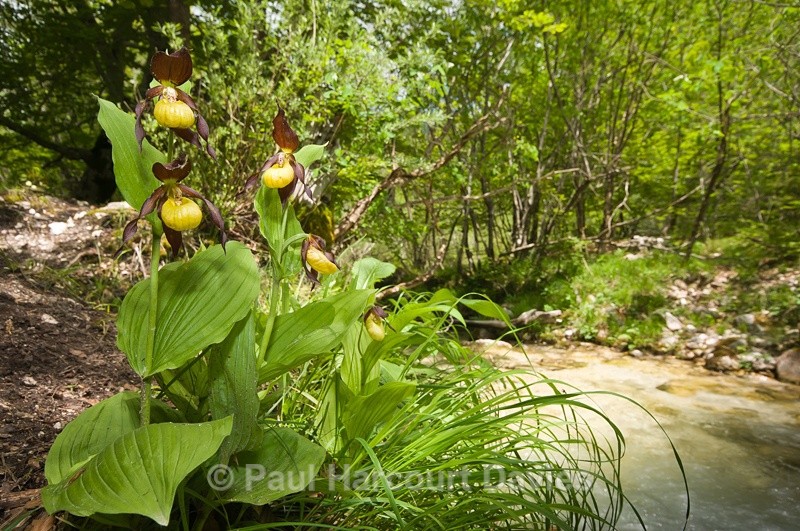  - Plants: wide-angle
