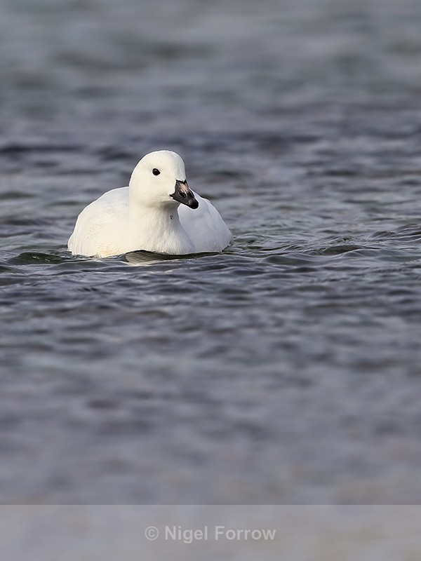 Kelp Goose (male) swimming, Carcass Island - Kelp Goose