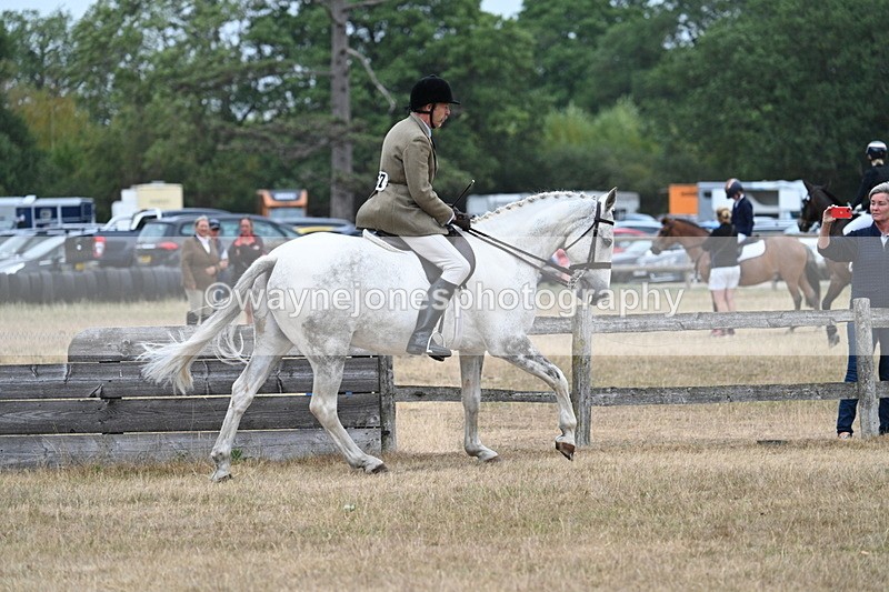WJ7_0915 - Class 7 Riding Club Show Horse