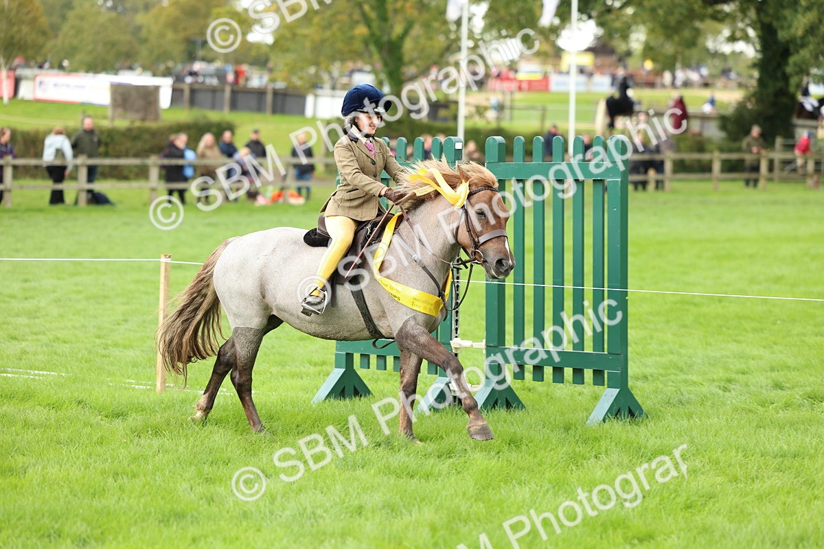 SBM_41909 - S32 - Mountain & Moorland Working Hunter Pony