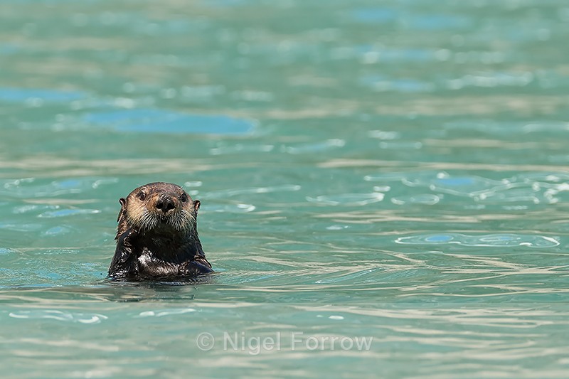Sea Otter head above water, Surprise Inlet, Alaska - Otter