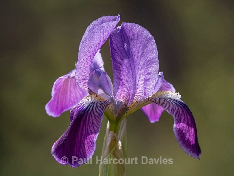 Twin-flowered Iris (Iris bicapitata) usually blue-violet but also in yellow, white and lilac - Flower Portraits