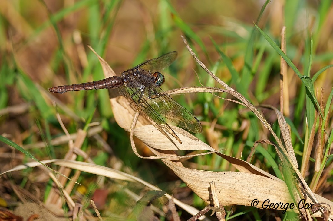 Dragonfly - India
