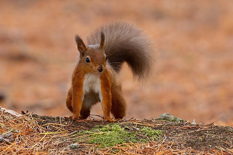 Brave Red Squirrel    ref 115A8347 - macro and nature.