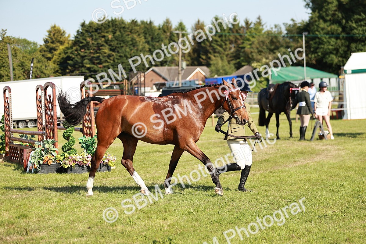 SBM_19308 - Class 115-116 - LIHS BSHA Rising Star Working Hunter & Show Horse