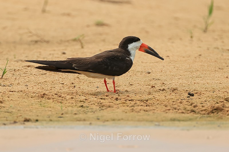 Black Skimmer on river bank, Rio Sao Lourenco, Pantanal, Brazil - Black Skimmer