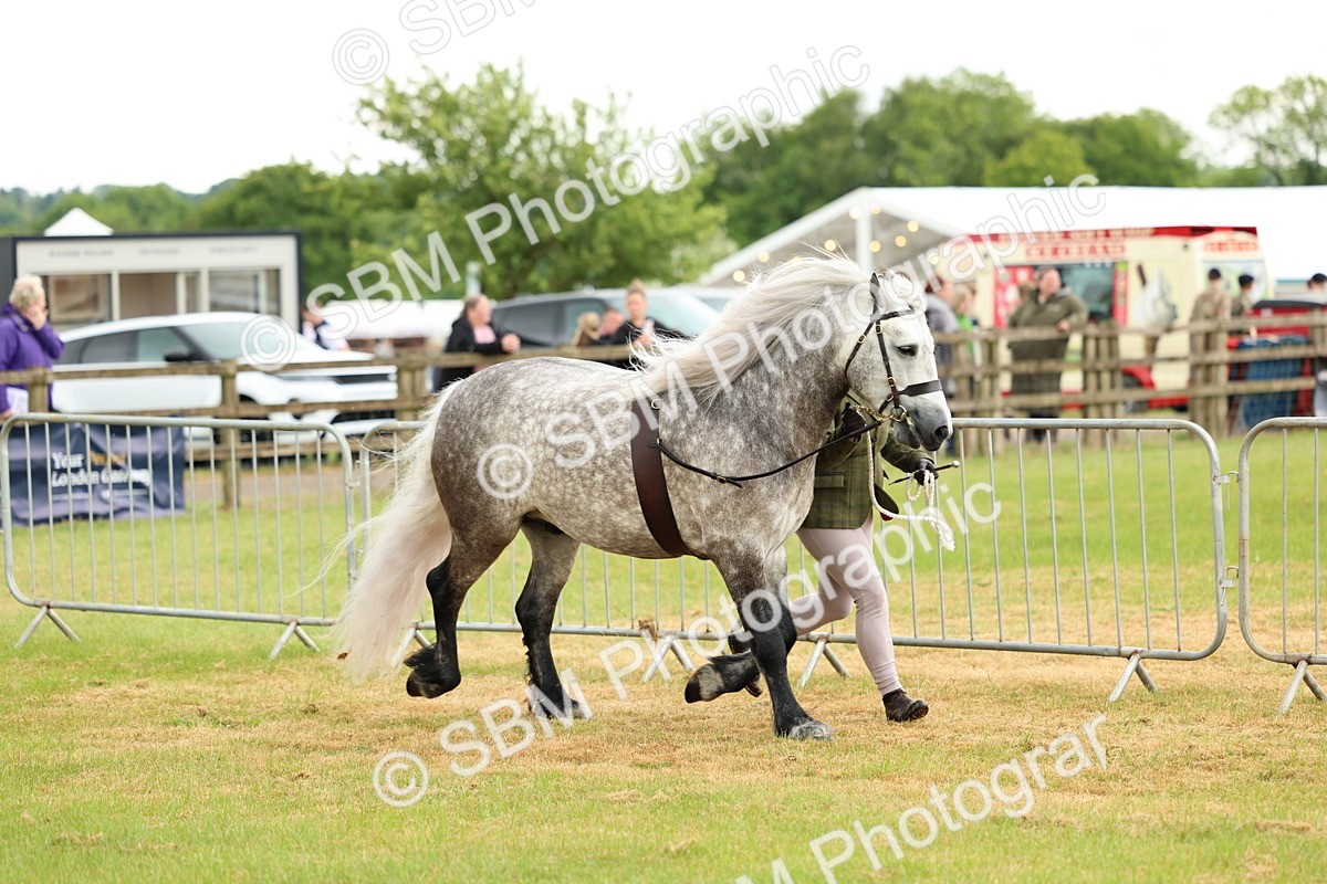 SBM_00463 - Class 58-67 - M&M Non Welsh Pony In hand
