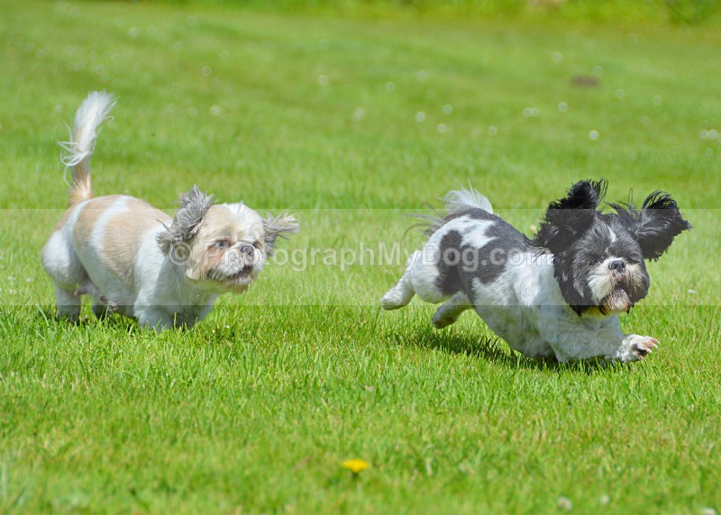  - Shih Tzus