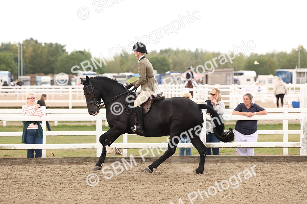 SBM_02914 - Class 53 - Ridden Competition Horse/Pony