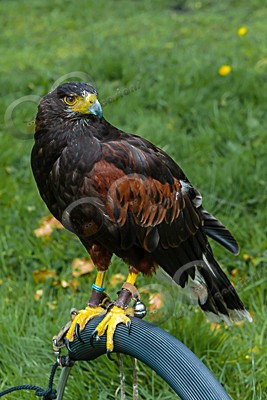 harris hawk Parabuteo unicinctus-6868 - Our Birds
