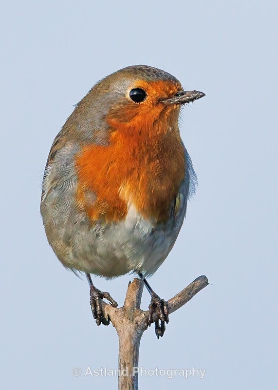 Robin - Latest Images