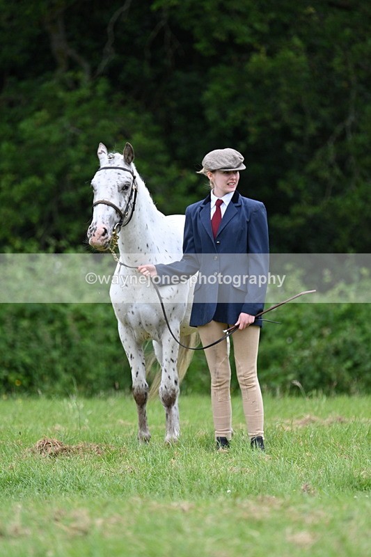 WJ7_4425 - Class 14B Prettiest Mare