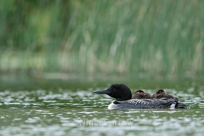 Sleepy Common Loon chicks riding on parent's back, Minnesota, USA - Great Northern Diver