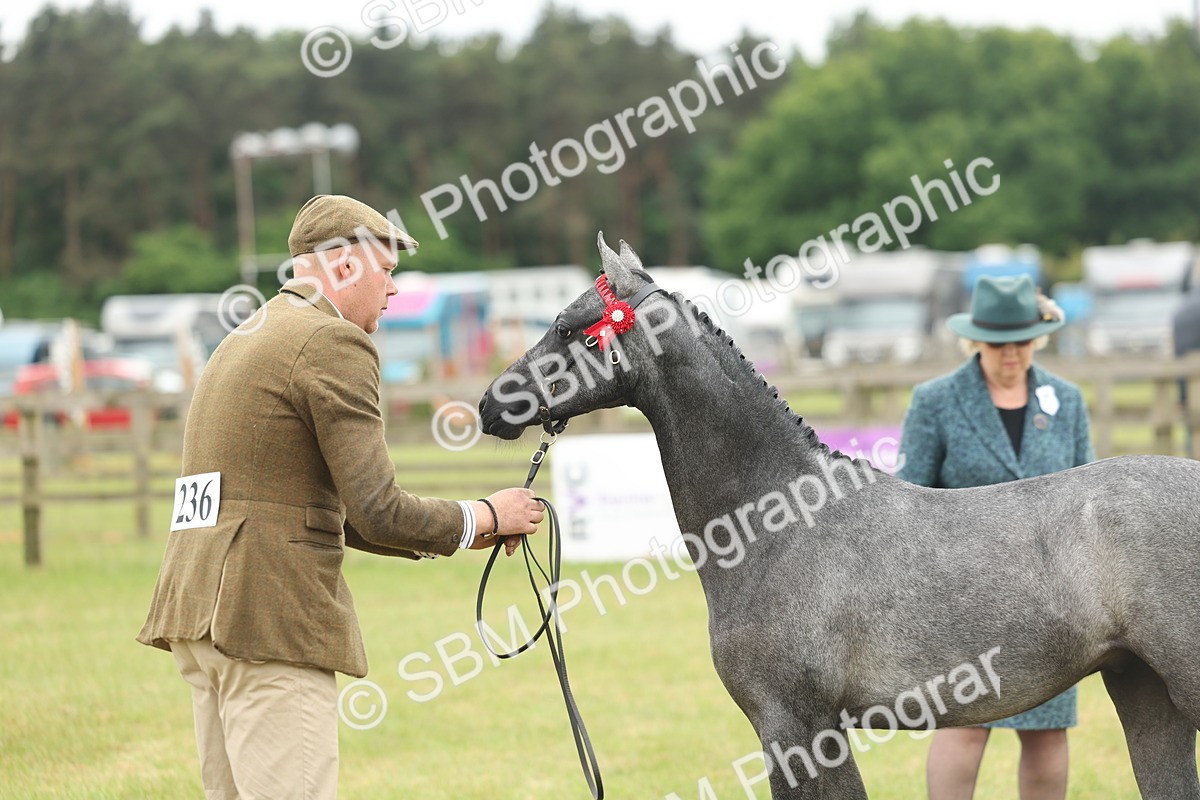 SBM_05360 - Class 68-73 - Riding Pony Breeding