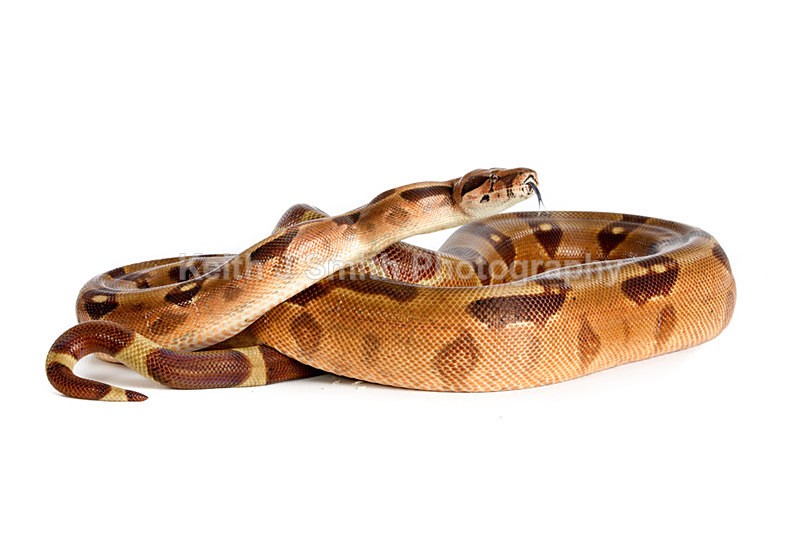 1KJS0175 - Roaming Reptile Show